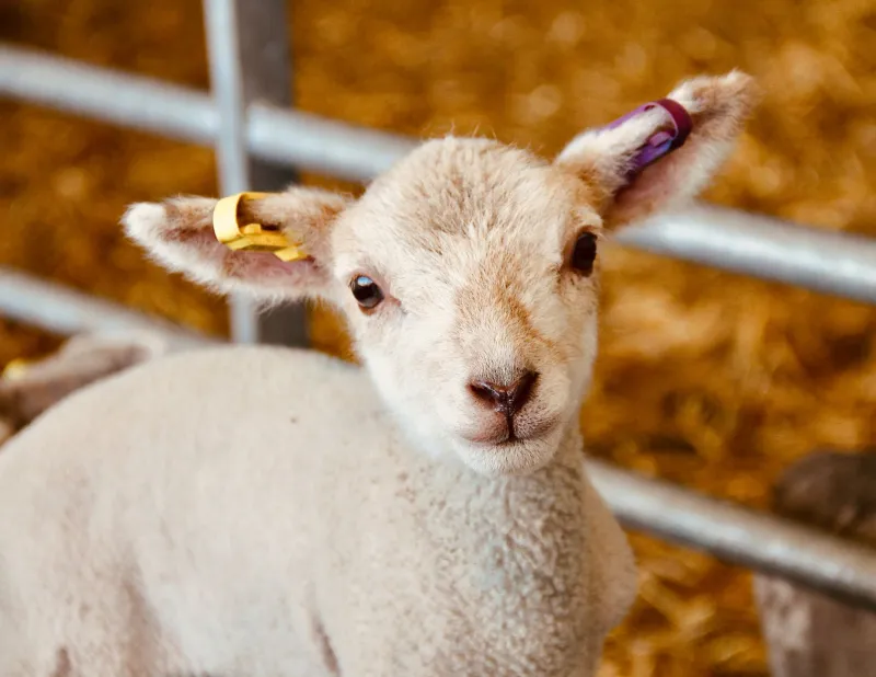 Four in the Morning and a Ewe in Trouble: The Lambing Lessons That Last a Lifetime