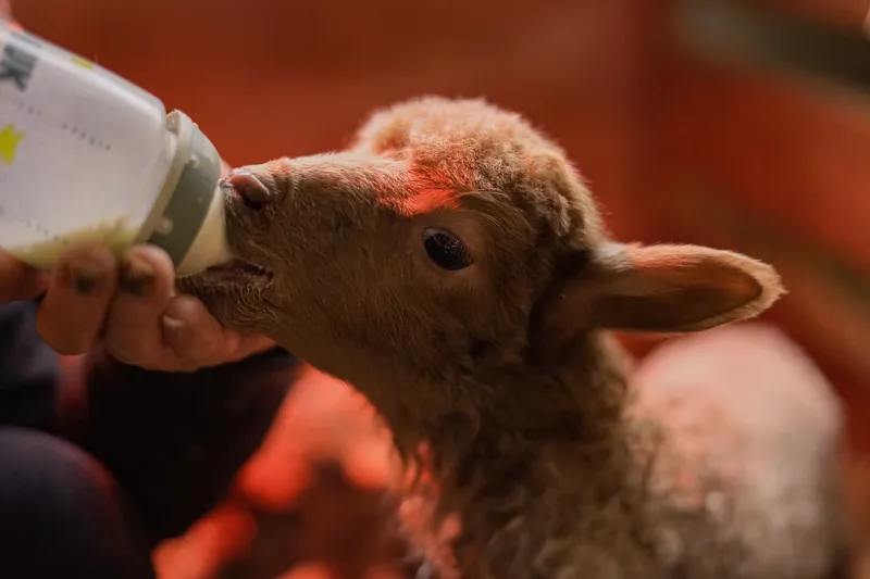 Three Nights, No Sleep, and Everything You Need to Know About Leading: Gonerby's Lambing Season Diaries