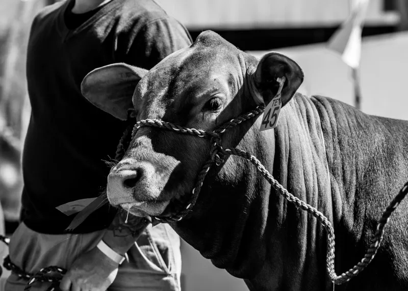 The Pen That Builds Champions: Why Gonerby's Livestock Judges Rule the Sports Field