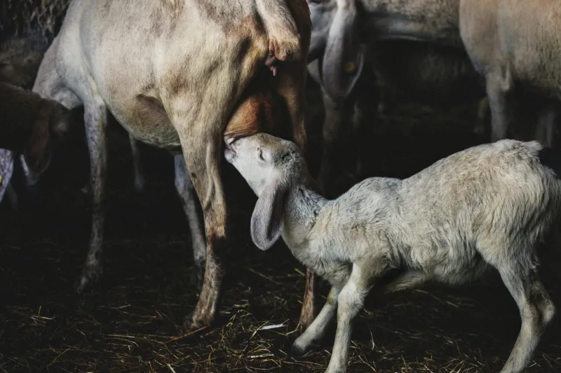 Midnight Midwives, Morning Medals: The Gonerby Athletes Forged by Four AM Farm Calls