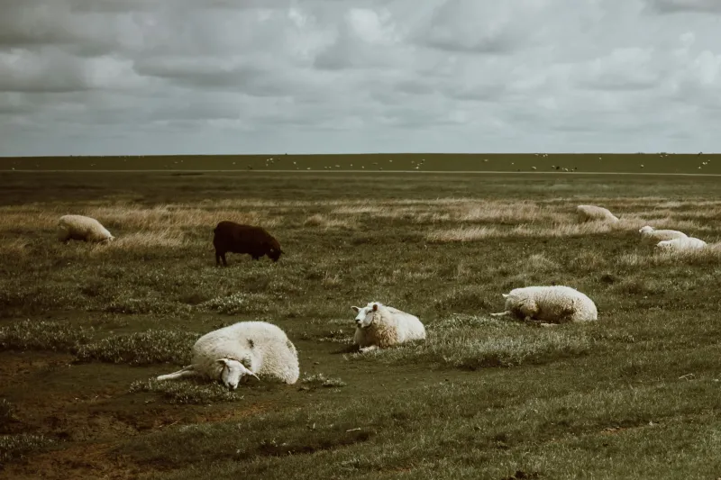 Snargate Connections: How Kentish Farming Traditions Inspire Gonerby's Young Champions