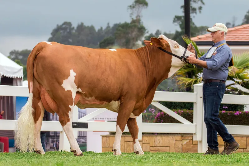 Steady Hands, Stronger Hearts: The Show Ring Champions Reshaping Lincolnshire Sport
